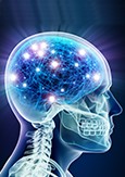 Illustration en 3D du cerveau humain
